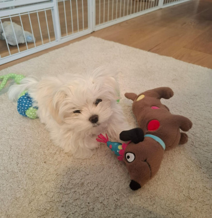 1-10-25 Gio en zijn stoei vriend